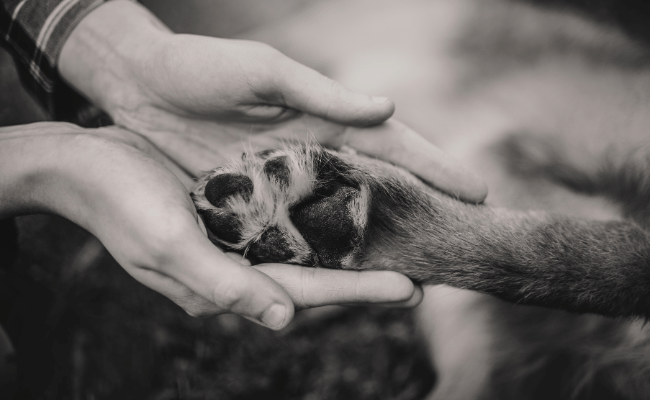 Avliva hund med dåliga tänder